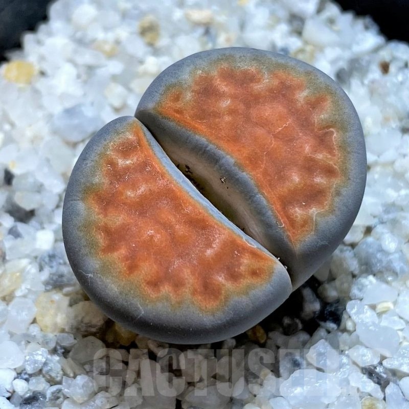 SH20383 Lithops karasmontana 'Top Red'
