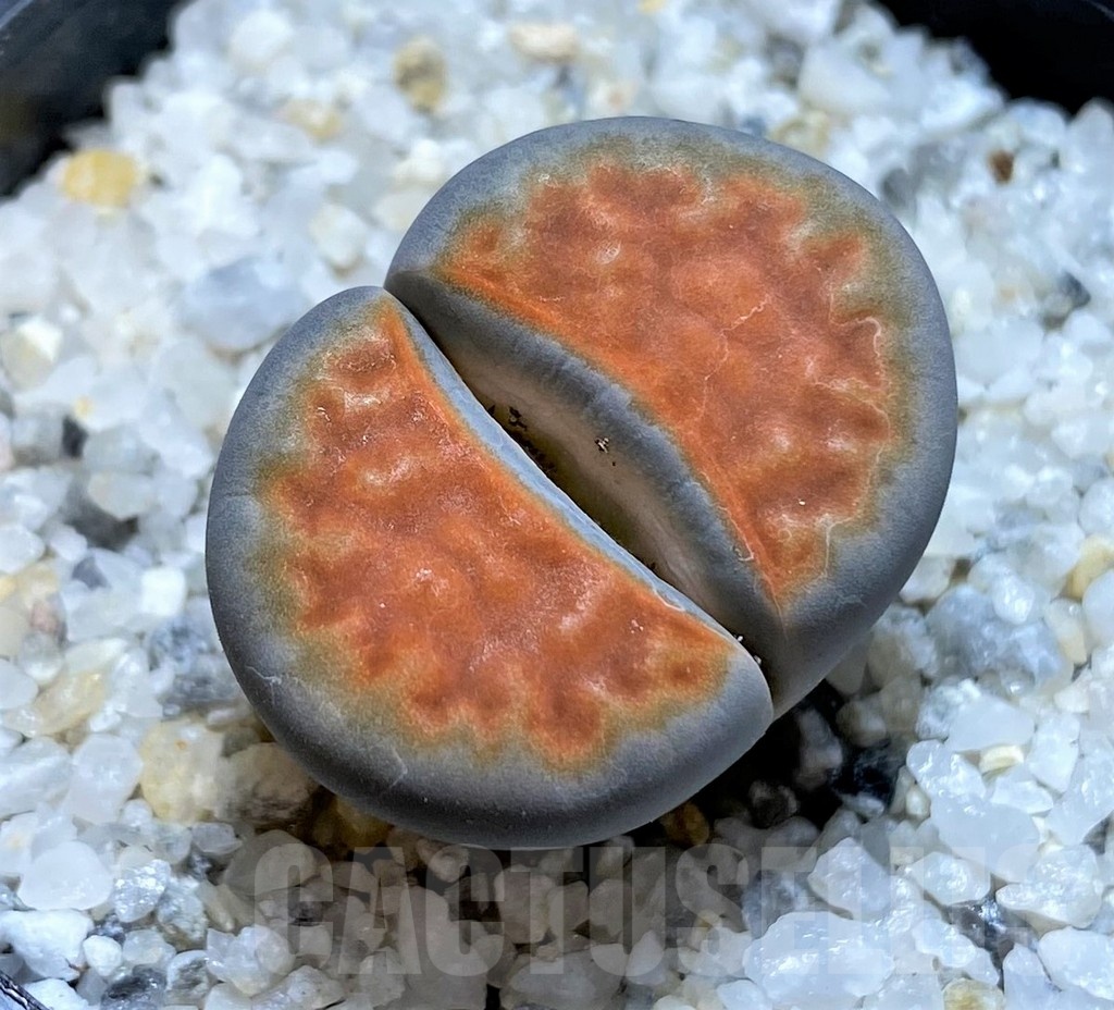 SH20383 Lithops karasmontana 'Top Red'