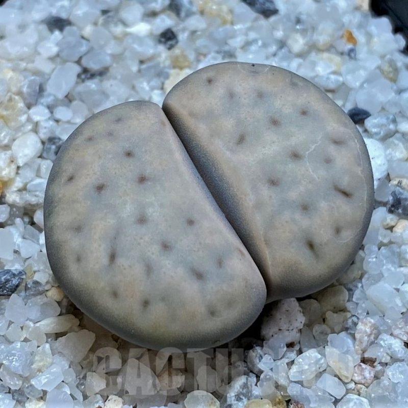 SH20384 Lithops karasmontana ssp. eberlanzii