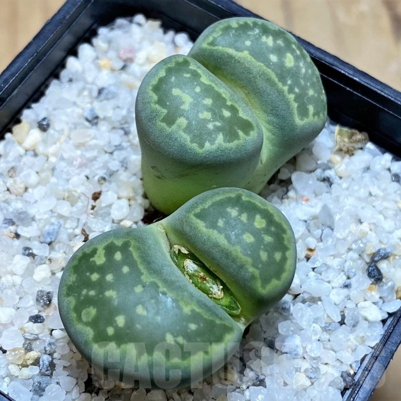SH20385 Lithops salicola 'Malachite'