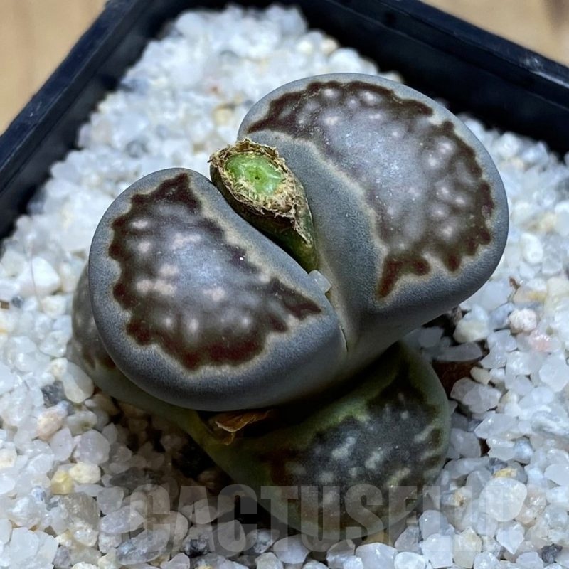 SH20386 Lithops hallii