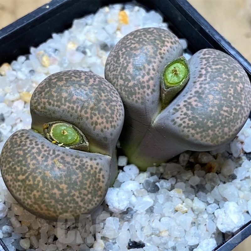 SH20387 Lithops terricolor