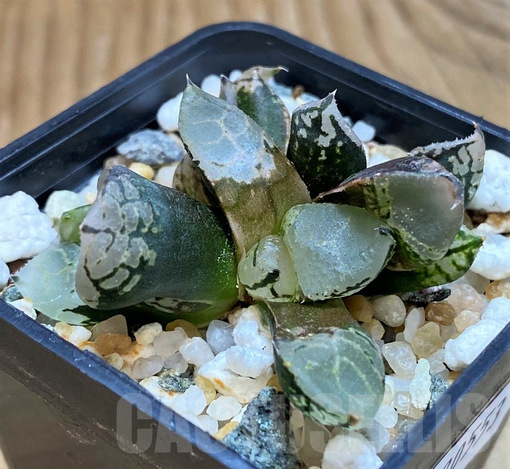 SH20553 Haworthia comptoniana mutant - Image 2