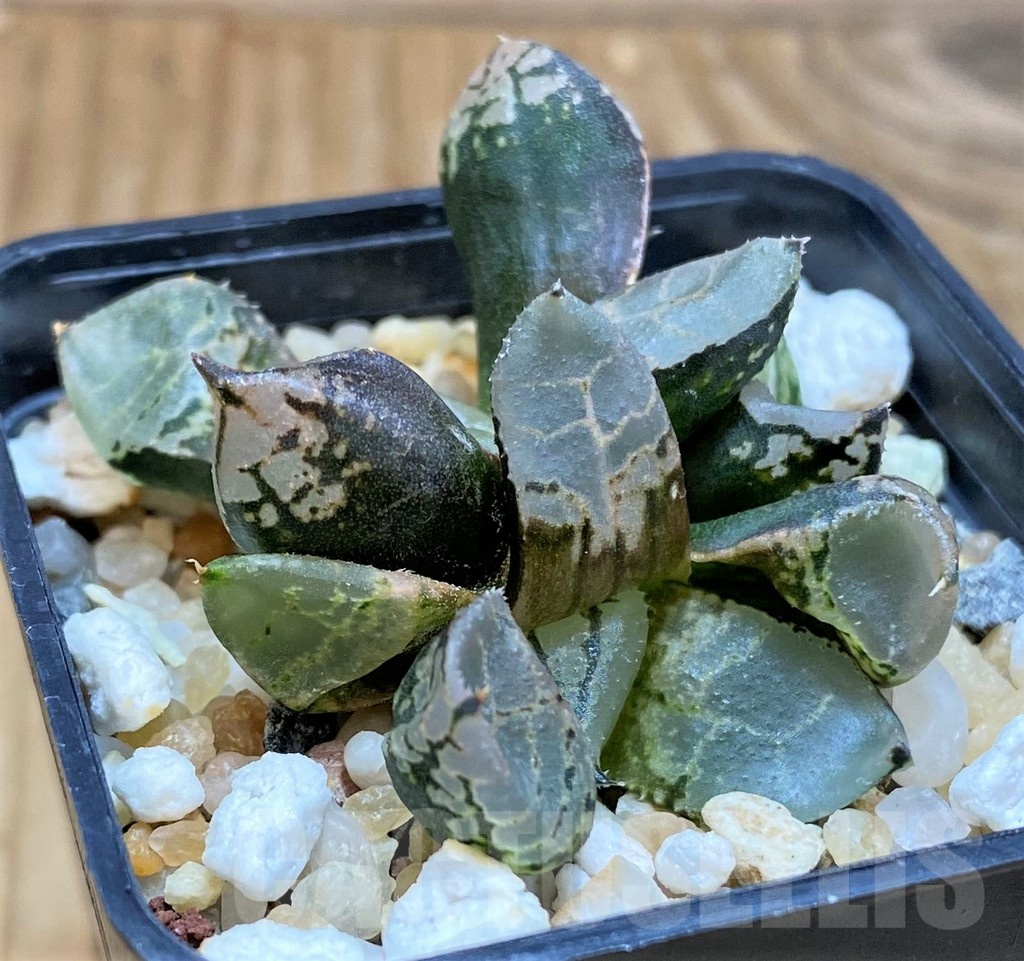 SH20553 Haworthia comptoniana mutant - Image 3