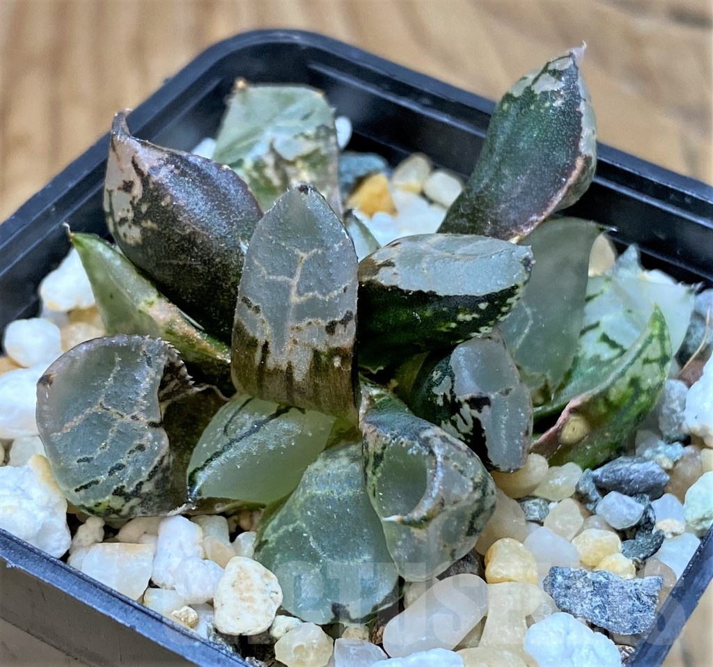 SH20553 Haworthia comptoniana mutant
