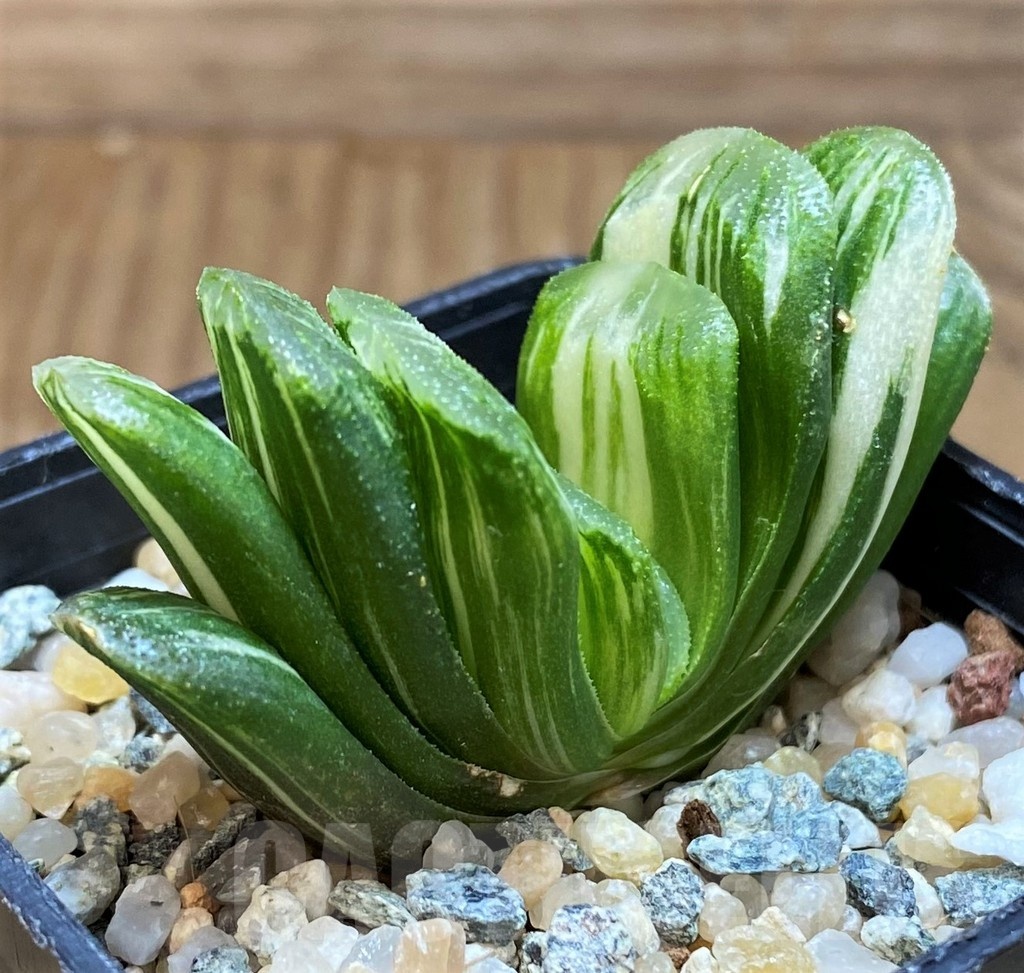 SH20554 Haworthia truncata 'Lime Green' f. variegata - 画像 (2)