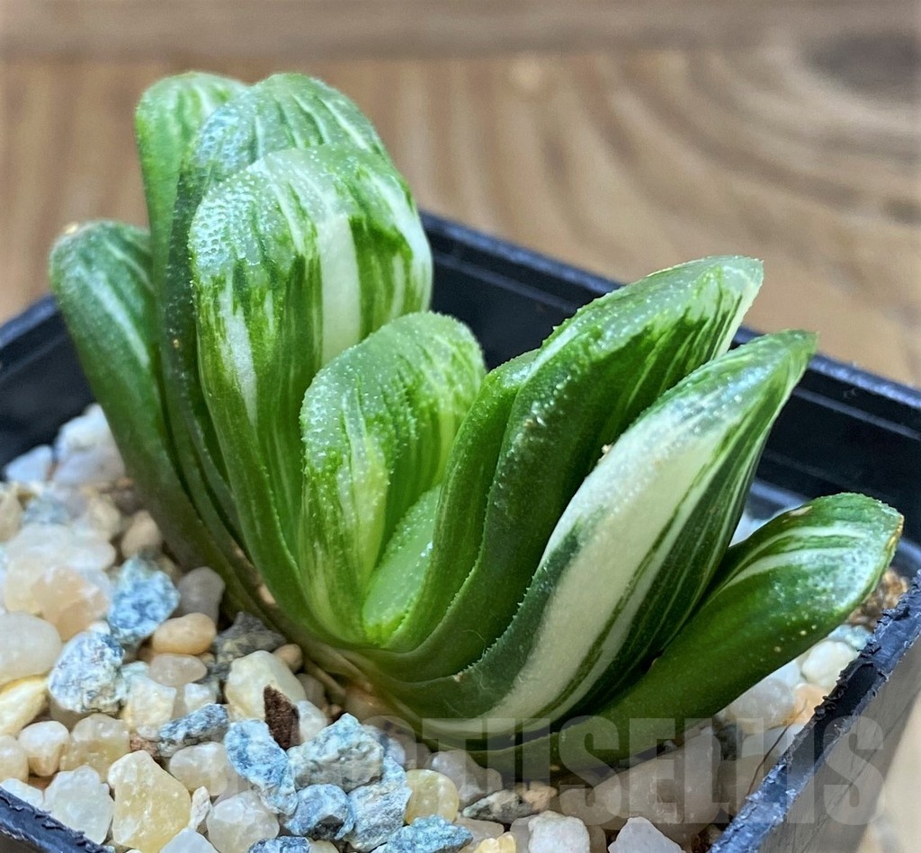 SH20554 Haworthia truncata 'Lime Green' f. variegata