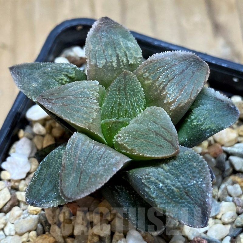 SH20555 Haworthia pygmaea crystalina 'Pink'