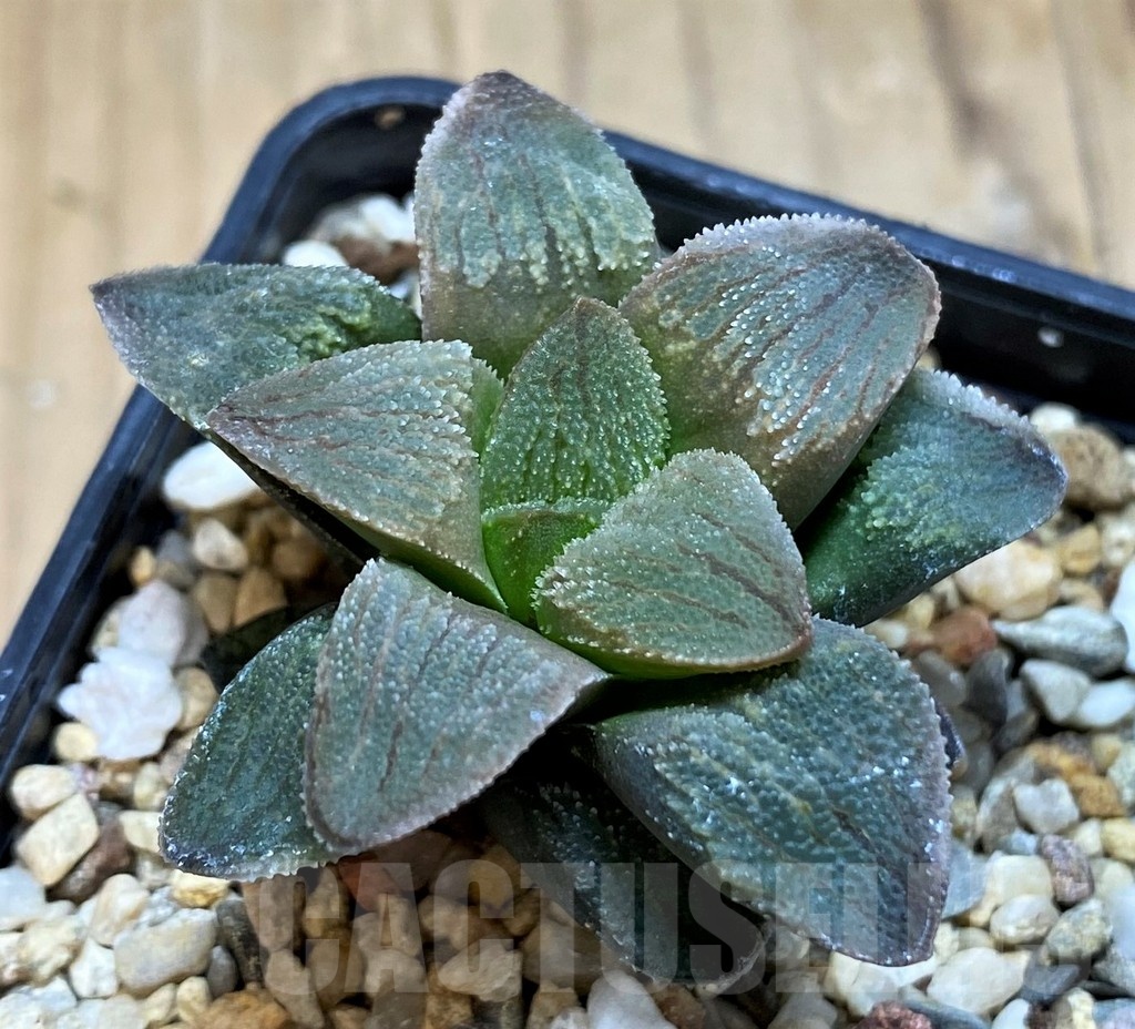 SH20555 Haworthia pygmaea crystalina 'Pink'