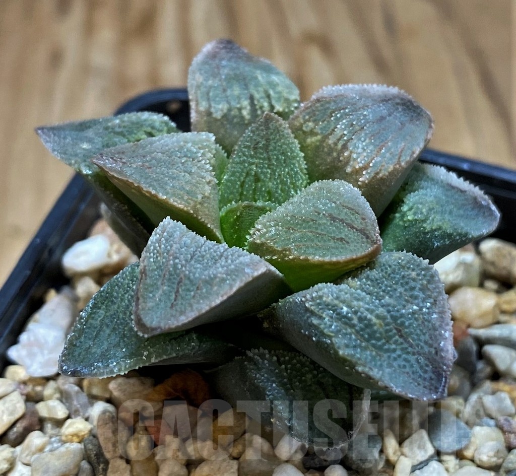 SH20555 Haworthia pygmaea crystalina 'Pink' - Image 2