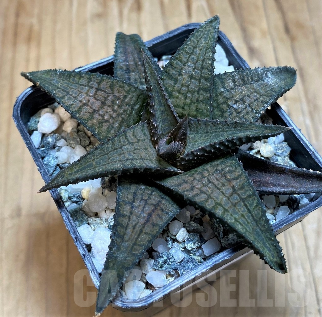 SH20556 Haworthia woolleyi x koelmaniorum - Image 2