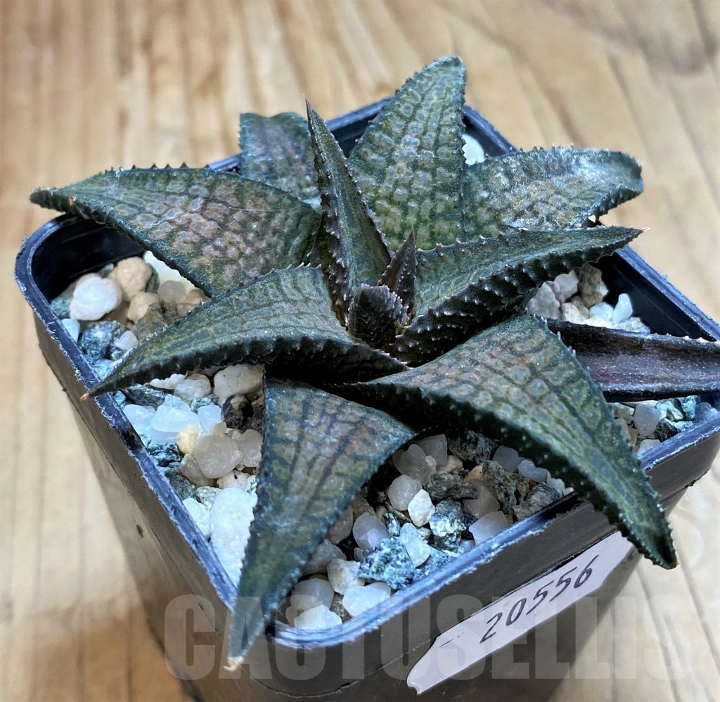 SH20556 Haworthia woolleyi x koelmaniorum