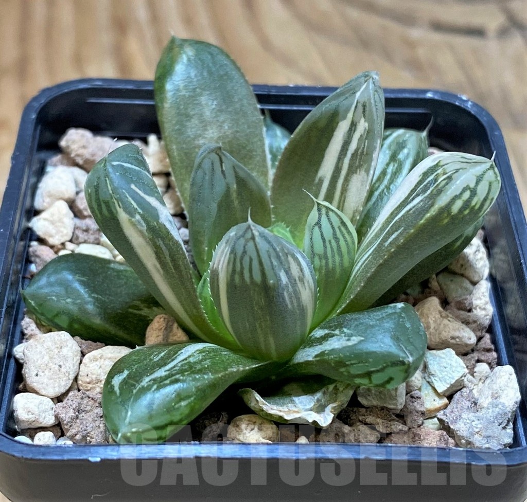 SH20558 Haworthia obtusa f. variegata - Image 2