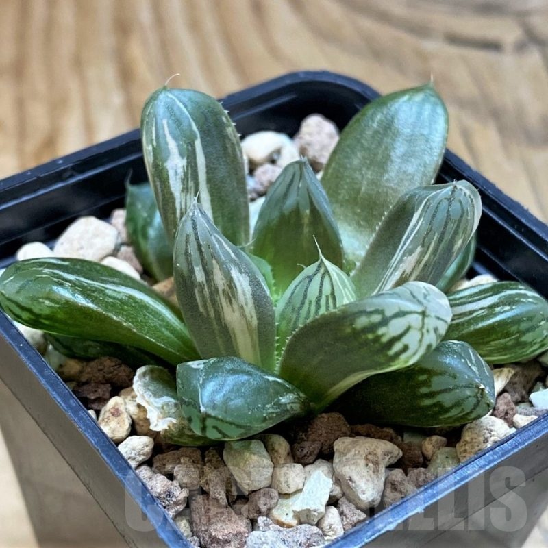 SH20558 Haworthia obtusa f. variegata