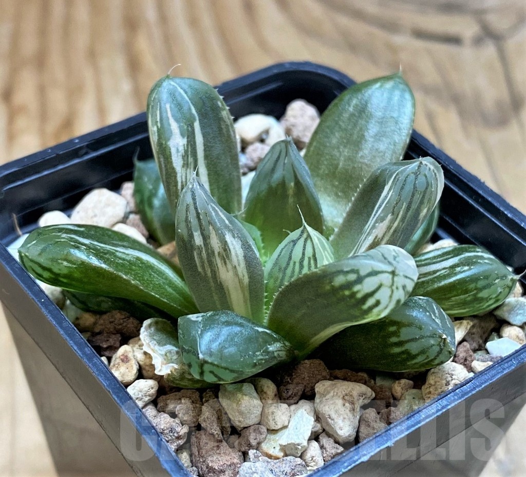 SH20558 Haworthia obtusa f. variegata