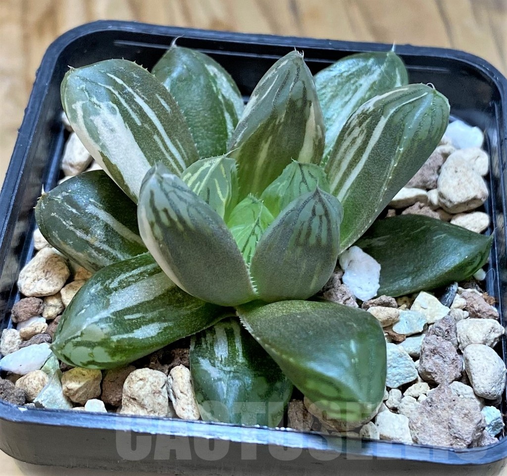 SH20558 Haworthia obtusa f. variegata - Image 3