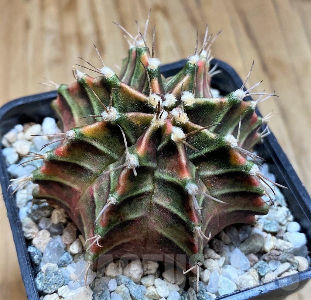 SH20560 Gymnocalycium mihanovichii ‘Good Sarari’ - Image 2