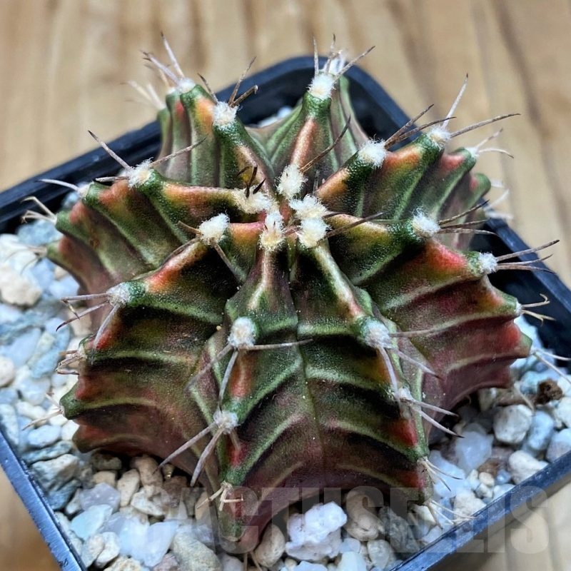 SH20560 Gymnocalycium mihanovichii ‘Good Sarari’