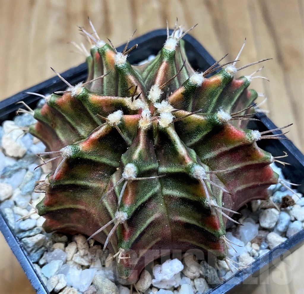 SH20560 Gymnocalycium mihanovichii ‘Good Sarari’