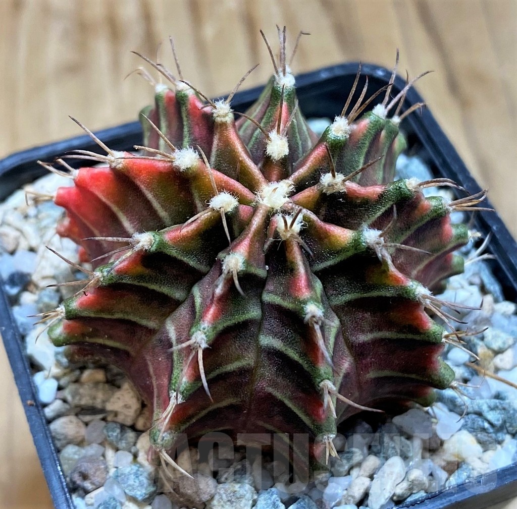 SH20561 Gymnocalycium mihanovichii ‘Good Sarari’