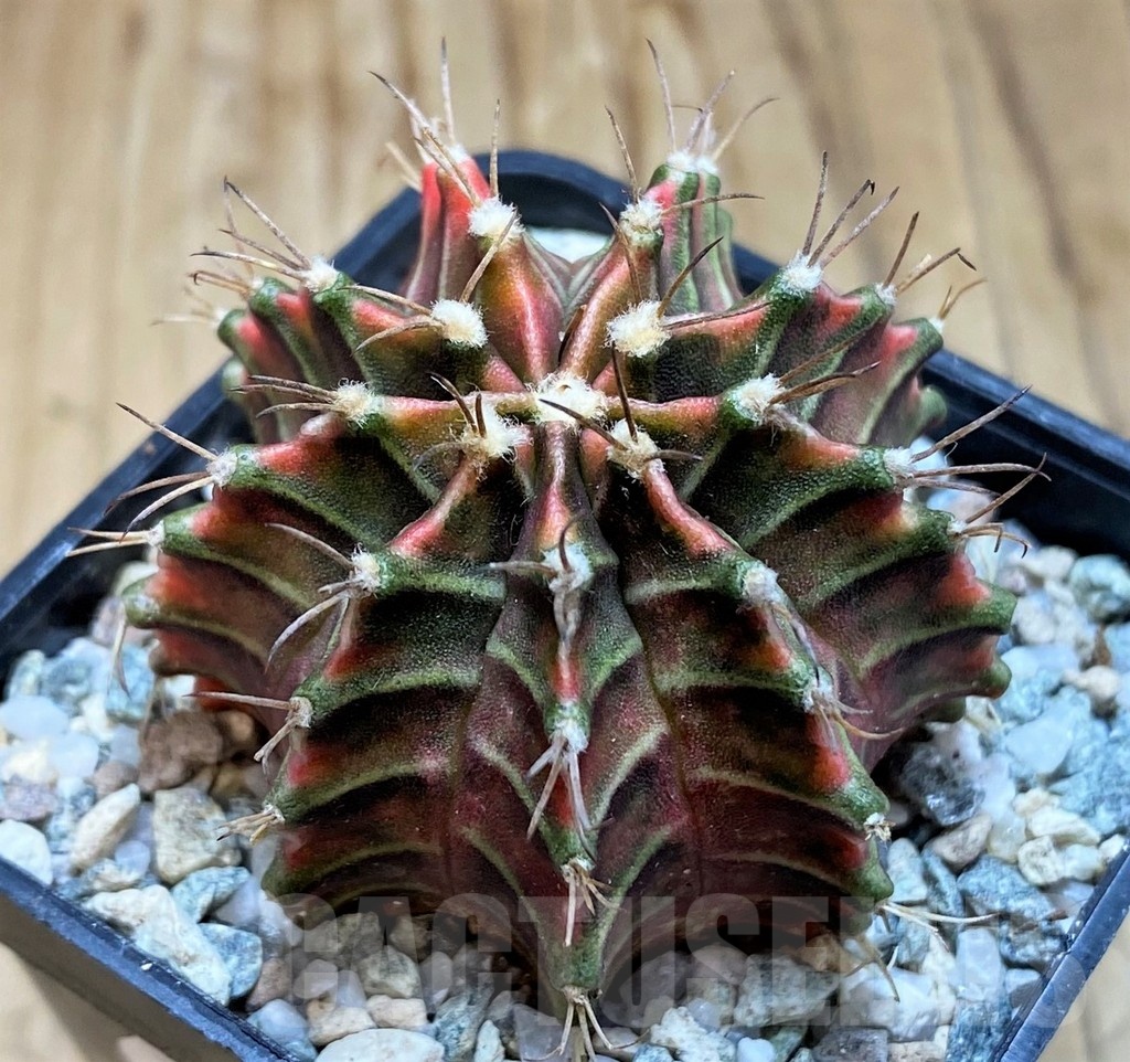 SH20561 Gymnocalycium mihanovichii ‘Good Sarari’ - 画像 (2)