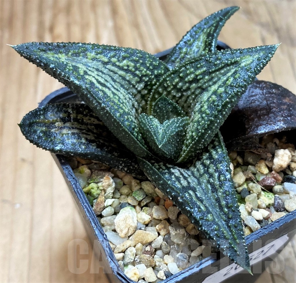 SH20527 Haworthia 'Kintaikyo'