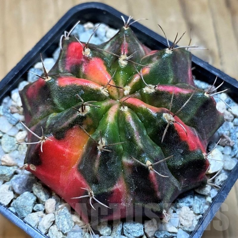 SH20564 Gymnocalycium mihanovichii ‘Pink Tiger'