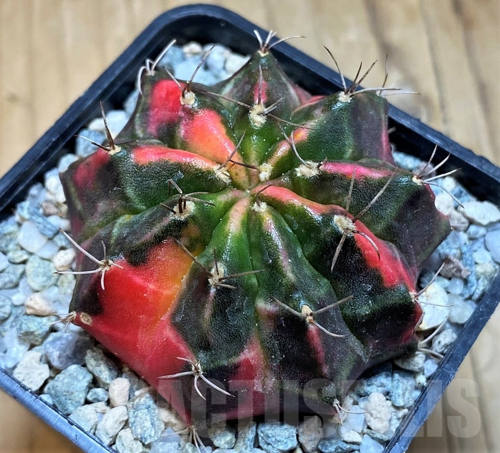 SH20564 Gymnocalycium mihanovichii ‘Pink Tiger'