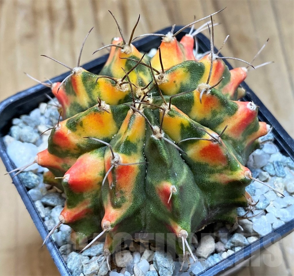 SH20565 Gymnocalycium mihanovichii 'Tiger eye' - Imagen 2