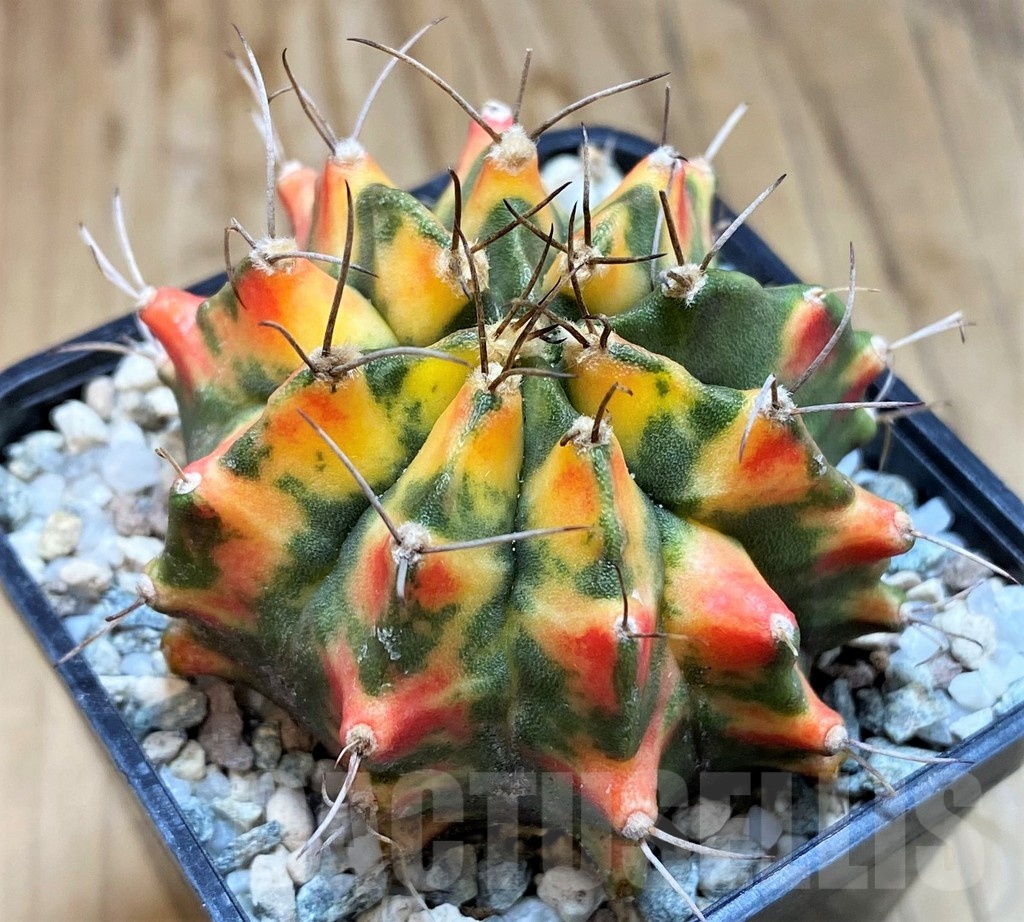 SH20565 Gymnocalycium mihanovichii 'Tiger eye'