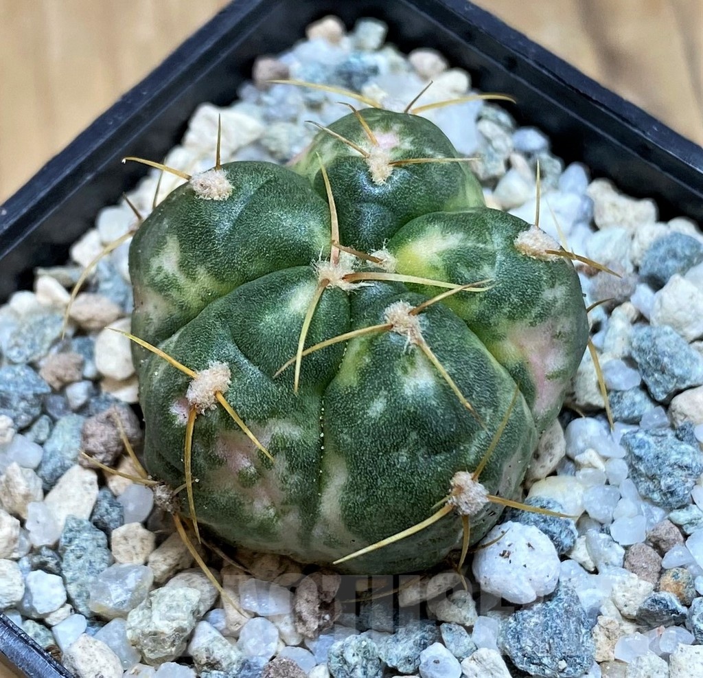 SH20566 Gymnocalycium horstii f. variegata - Imagen 2