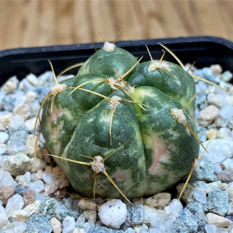 SH20566 Gymnocalycium horstii f. variegata