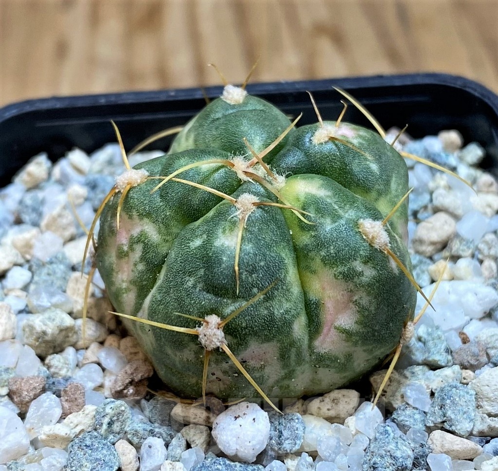 SH20566 Gymnocalycium horstii f. variegata