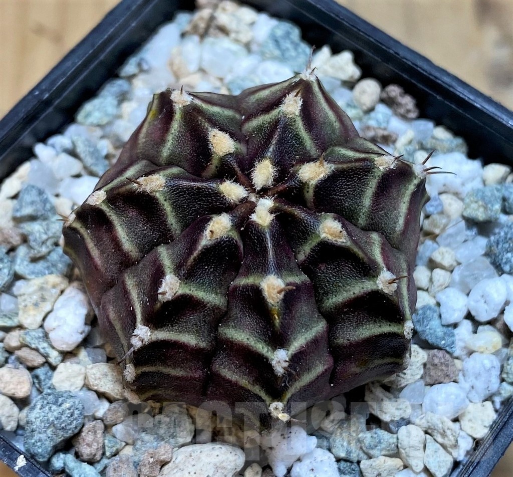 SH20567 Gymnocalycium mihanovichii ‘The Angel' - Image 2
