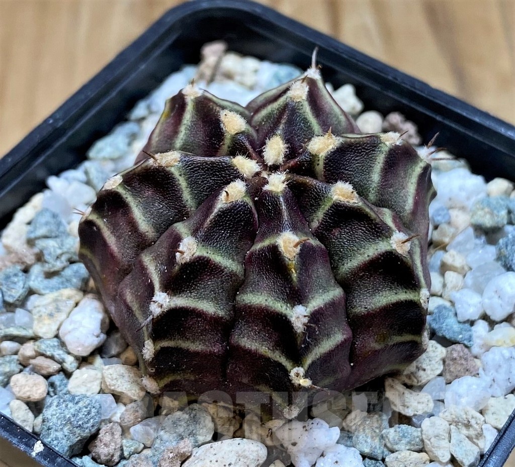 SH20567 Gymnocalycium mihanovichii ‘The Angel'