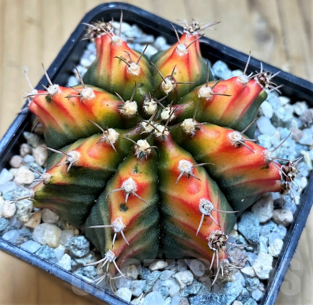 SH20568 Gymnocalycium mihanovichii 'Multicolor'