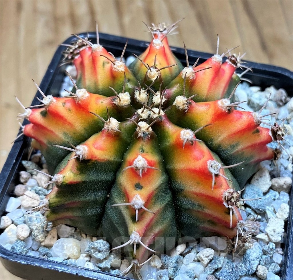 SH20568 Gymnocalycium mihanovichii 'Multicolor' – Bild 2