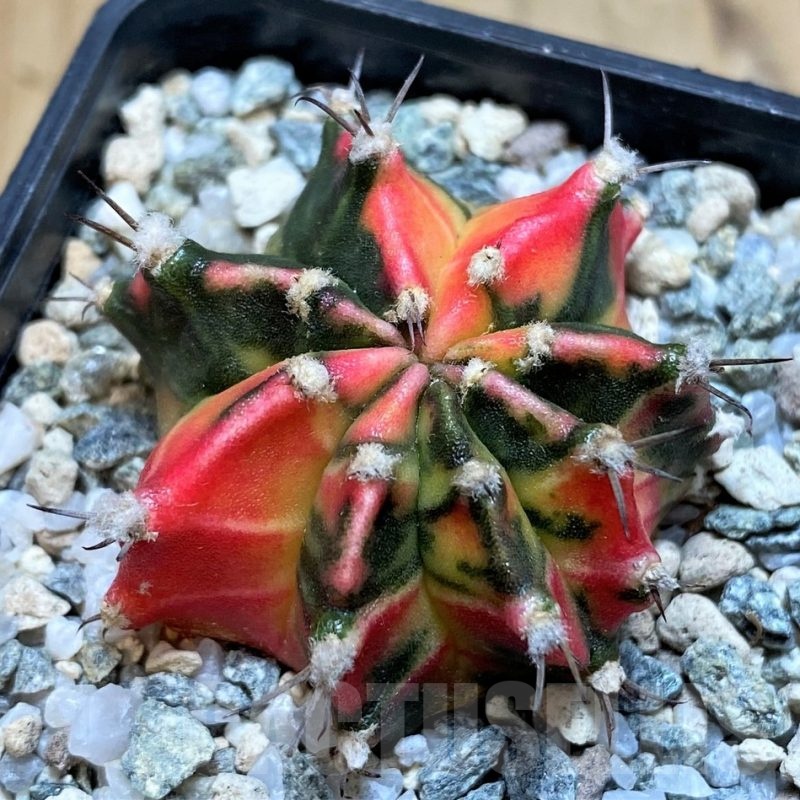 SH20571 Gymnocalycium mihanovichii 'Gamora'
