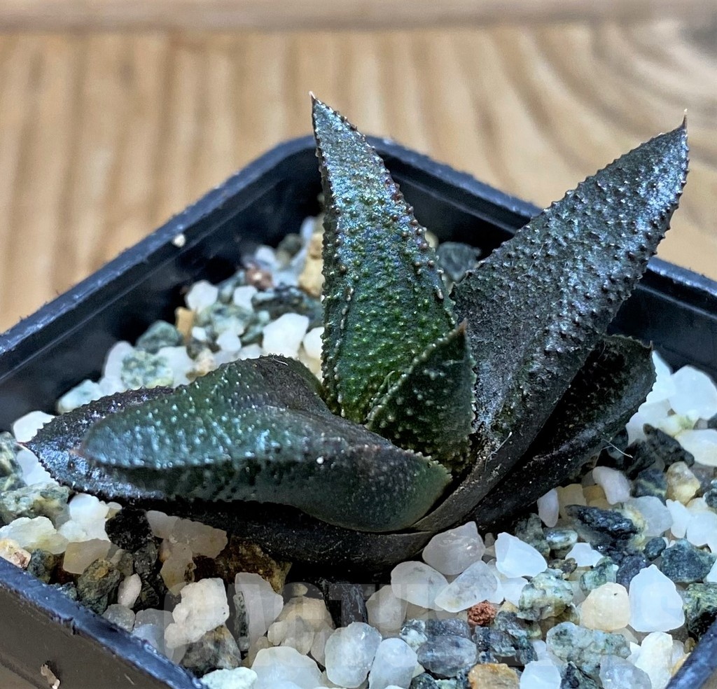 SH20528 Haworthia scabra x koelmaniorum - Image 2