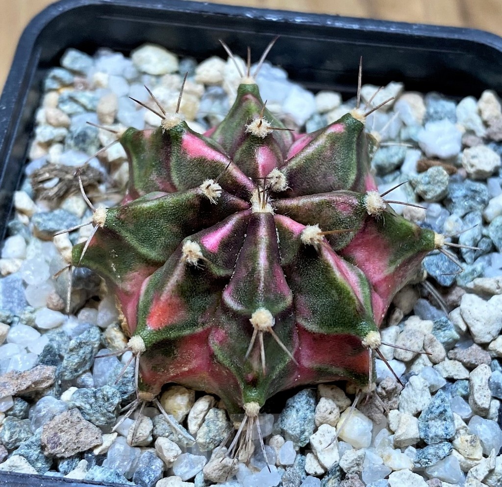 SH20572 Gymnocalycium mihanovichii ‘Tanzanite' - Зображення 2
