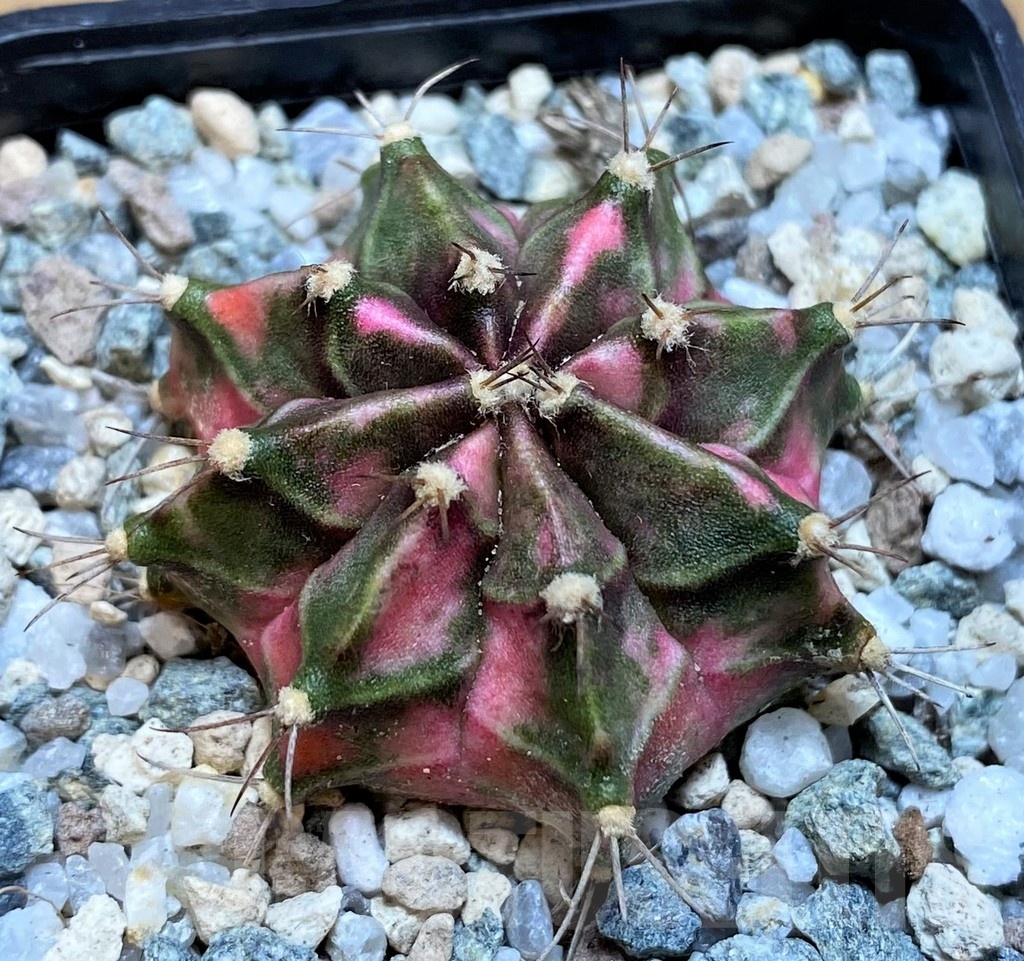 SH20572 Gymnocalycium mihanovichii ‘Tanzanite'