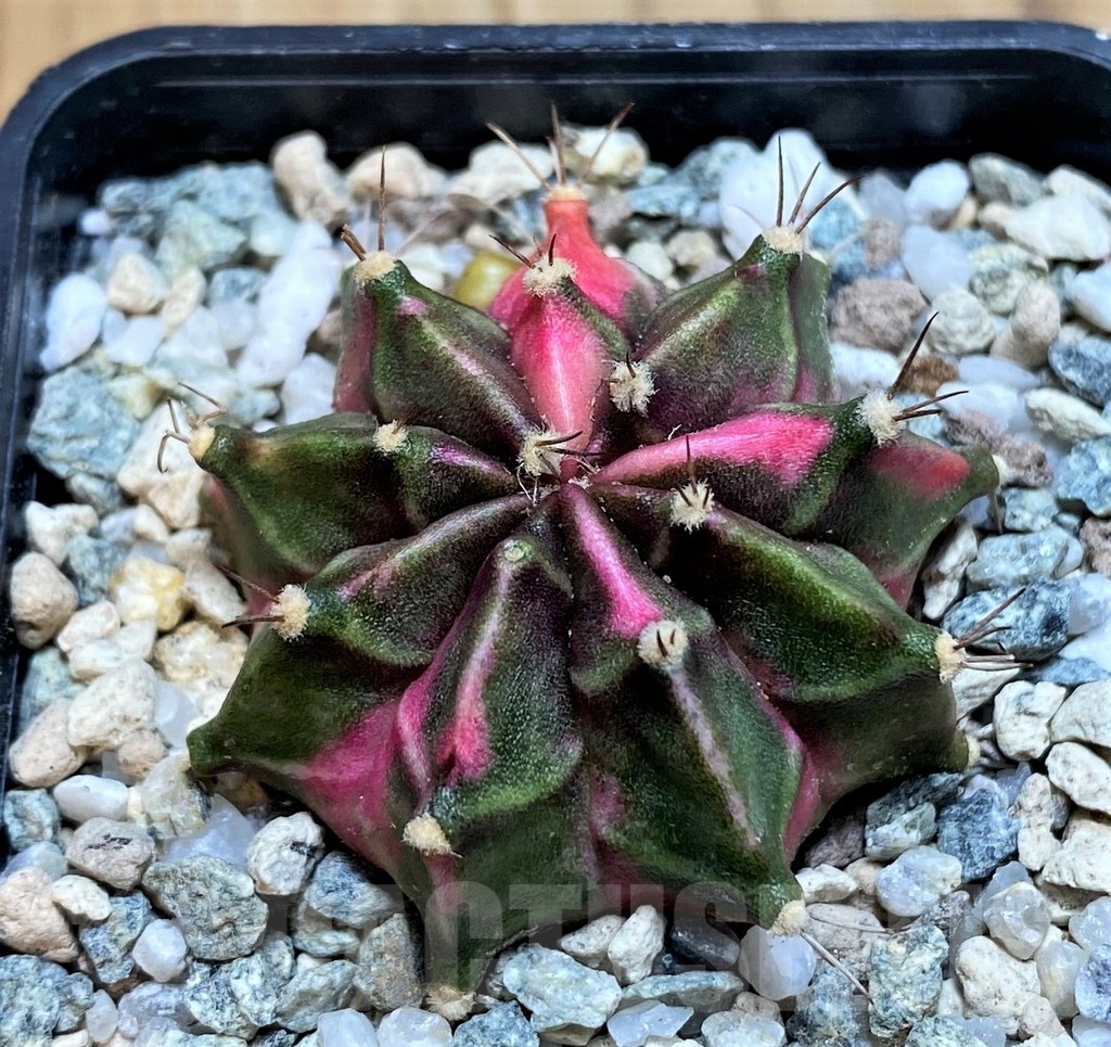 SH20574 Gymnocalycium mihanovichii ‘Tanzanite' – Image 2