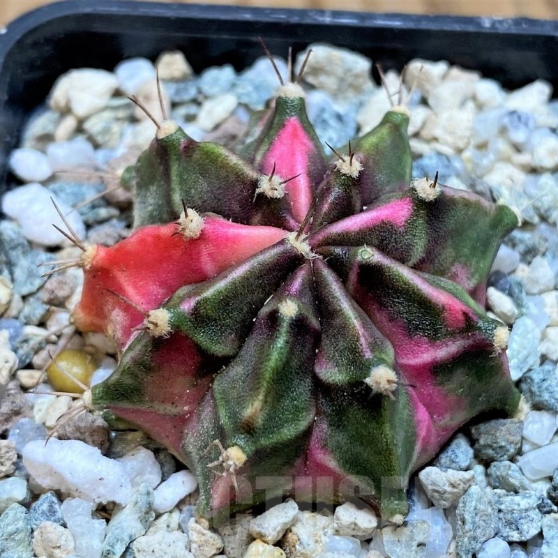 SH20574 Gymnocalycium mihanovichii ‘Tanzanite'
