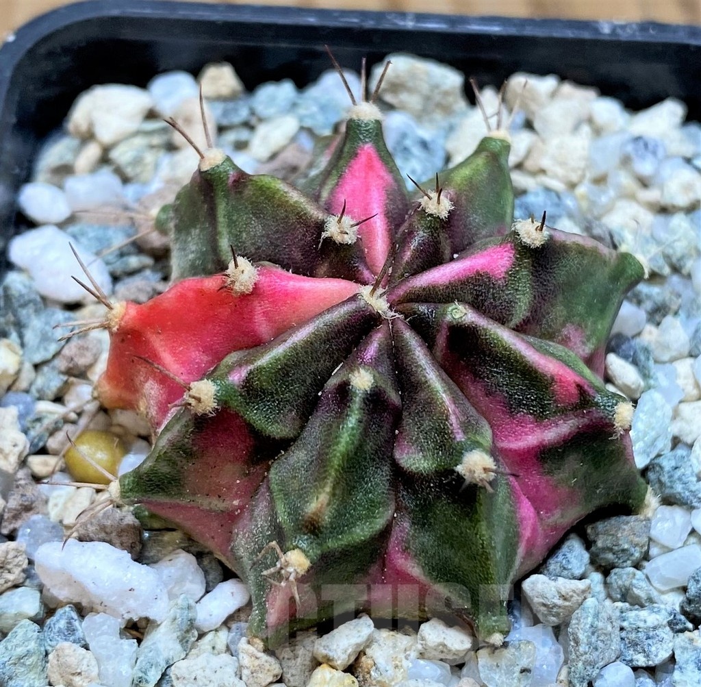 SH20574 Gymnocalycium mihanovichii ‘Tanzanite'