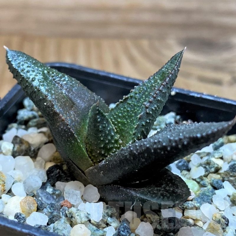 SH20528 Haworthia scabra x koelmaniorum