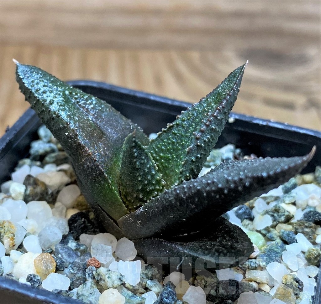 SH20528 Haworthia scabra x koelmaniorum