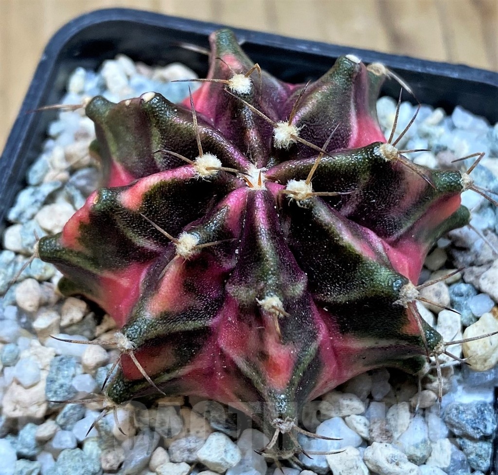 SH20575 Gymnocalycium mihanovichii 'Hell Boy' - Image 2