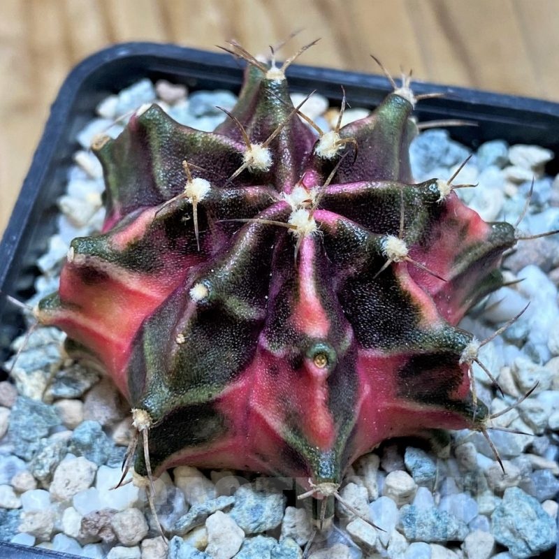 SH20575 Gymnocalycium mihanovichii 'Hell Boy'