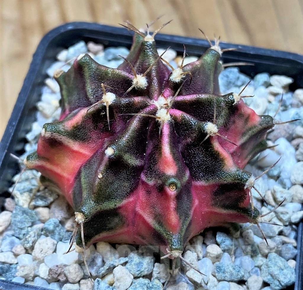 SH20575 Gymnocalycium mihanovichii 'Hell Boy'