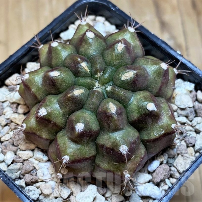 SH20572 Gymnocalycium mihanovichii ‘Kirimanjaro'